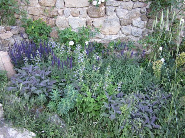 herb garden 2011
