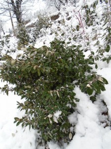 1eleagnus snowed in