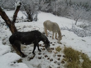 1horses in snow