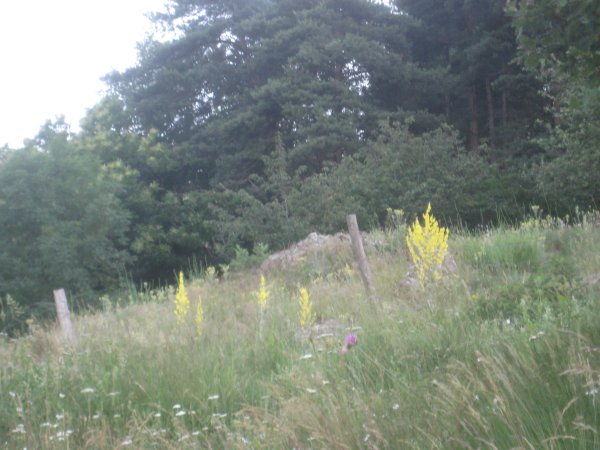 Verbascum field