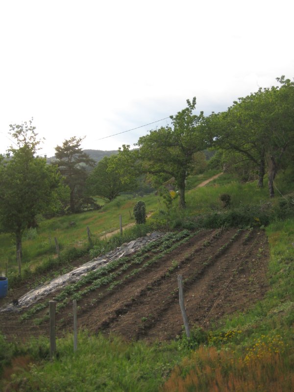 Well weeded bed