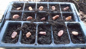 broadbeans