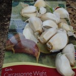 garlicvariety