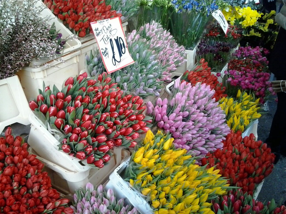 tulips