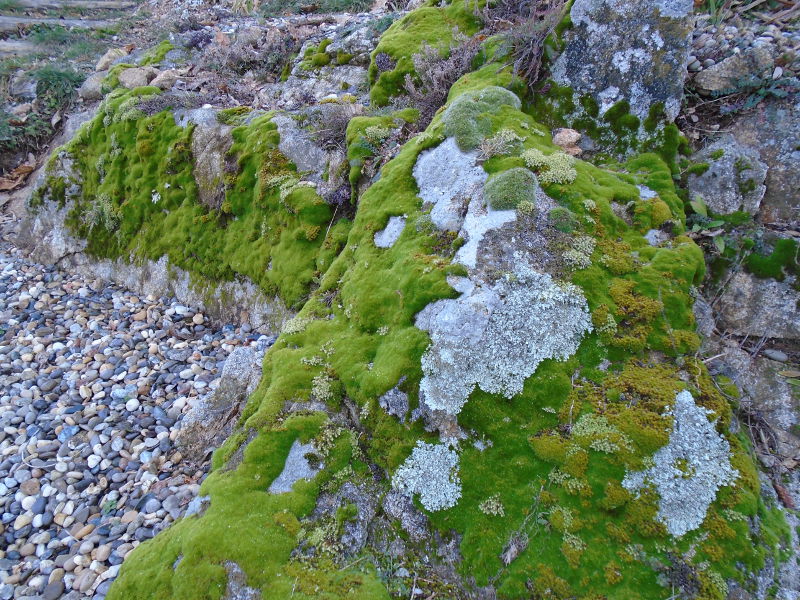 03 1moss 1