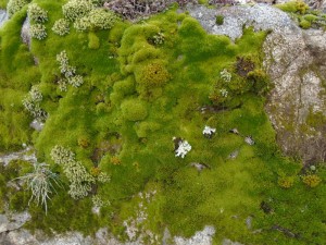 03 1moss