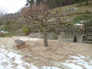 07 1pruning mulberry