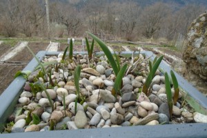 1gladioli emerging