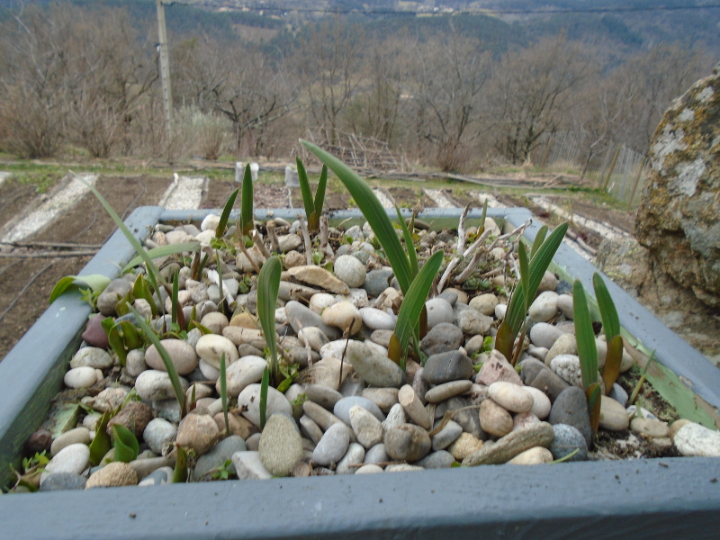 1gladioli emerging