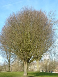 1primrose trees