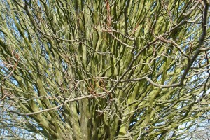 1primrose trees details