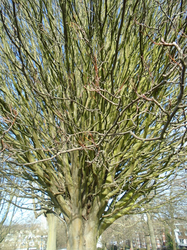 1primrose trees details