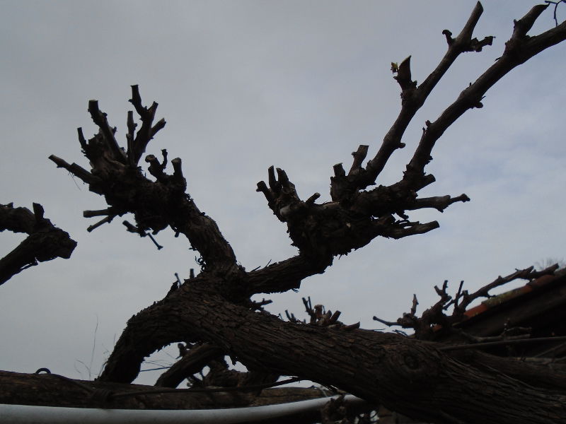 1vines pruned