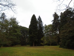 pinetum