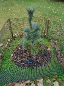 pinetum2