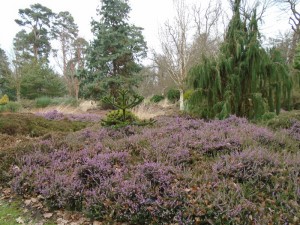 pinetumheather