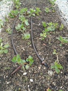 1broad beans