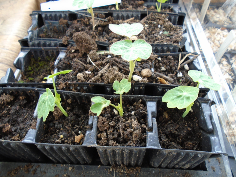 1nasturtium up