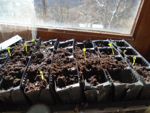 1nasturtiums emerging