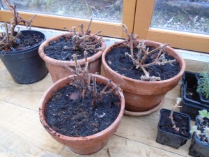 1pelargoniumspruned