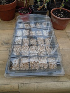 1seedsowing1