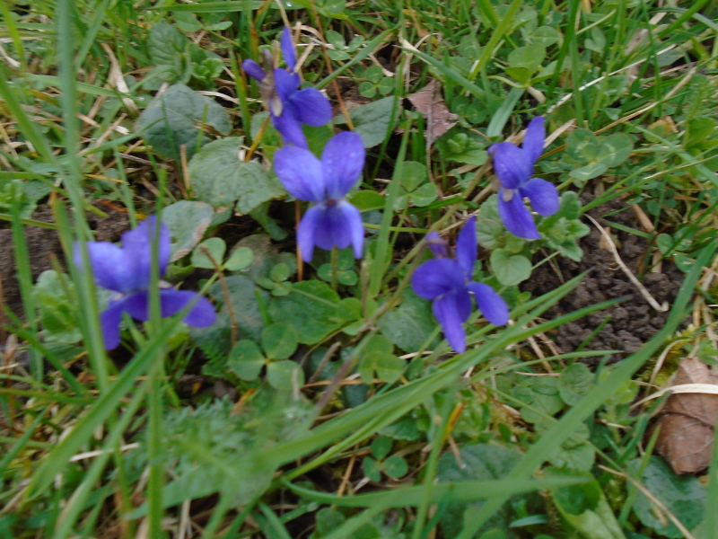1violet close up