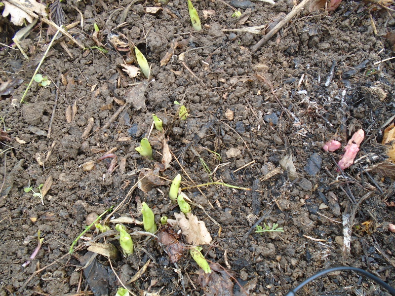 2hemerocallis up