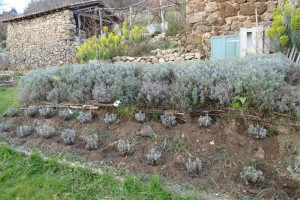 lavender planted