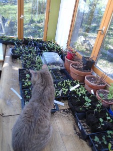 1artur watching brassicas