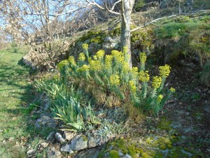 1euphorbias walnut path