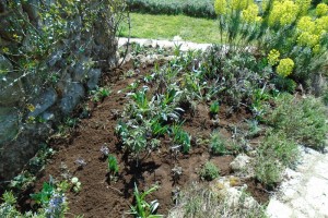 1mulched herb bed