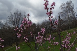 1nectarine blossom