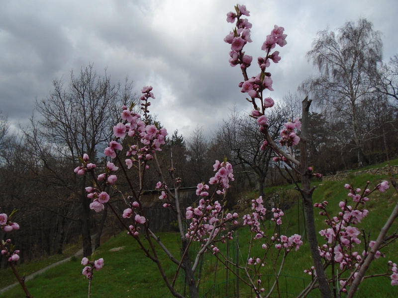 1nectarine blossom