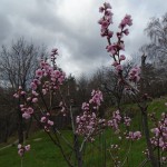 1nectarine blossom