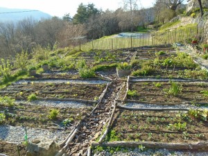 1potager april 7