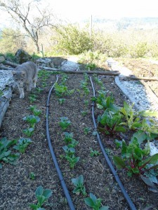 1potager broad beans april