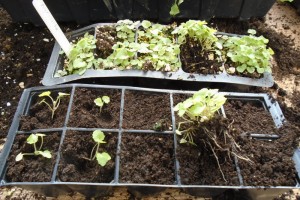 1pricking out agastache