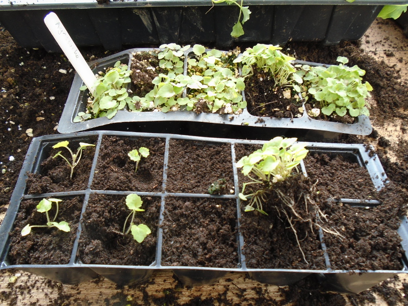 1pricking out agastache