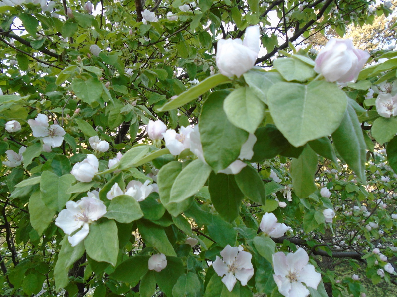 1quince detail