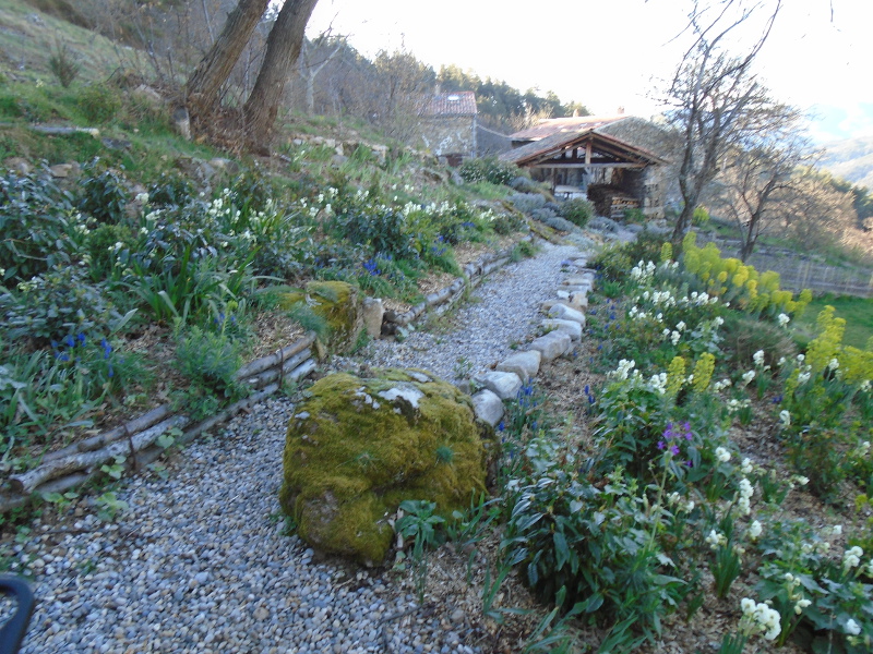 1shade garden spring
