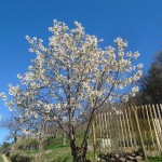 1top potager cherry