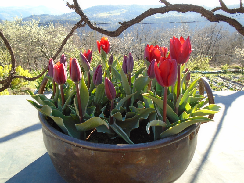 1tulip in copper pot