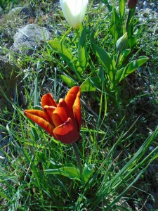 1tulip near potting shed