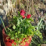 1tulips red pots