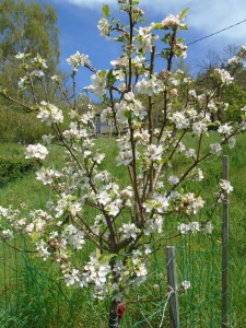 1apple blossom