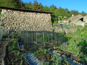 1cabbage net up