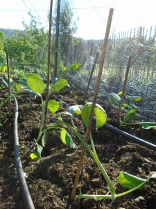 1cabbage planted