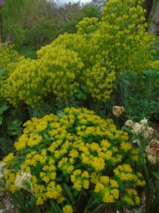 1euphorbias