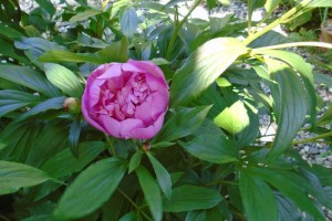 1firstpeony