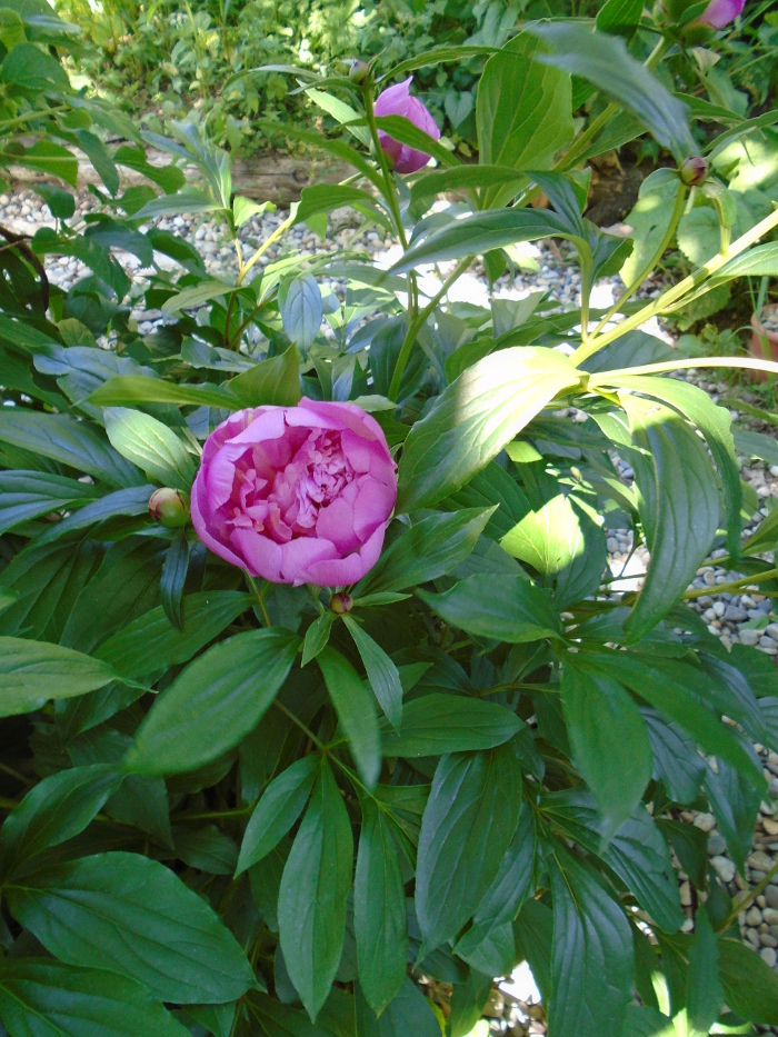 1firstpeony